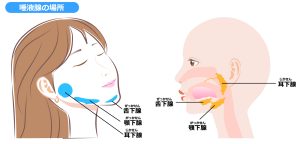 歯科　唾液腺 唾液腺マッサージ